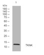 Western blot analysis of lysates from HuvEc cells, primary antibody was diluted at 1:1000, 4°C over night