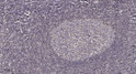 Immunohistochemical analysis of paraffin-embedded human tonsil. 1, Antibody was diluted at 1:200 (4° overnight). 2, STJ194813