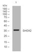 Western blot analysis of lysates from HeLa cells, primary antibody was diluted at 1:1000, 4°C overnight STJ194828