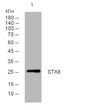 Western blot analysis of lysates from HpeG2 cells, primary antibody was diluted at 1:1000, 4°C over night