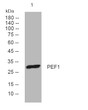 Western blot analysis of lysates from Hela cells, primary antibody was diluted at 1:1000, 4°C over night