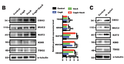 Helicobacter pylori promotes gastric intestinal metaplasia through activation of IRF3-mediated kynurenine pathway. STJ195067