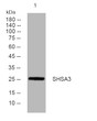 Western blot analysis of lysates from HepG2 cells, primary antibody was diluted at 1:1000, 4° overnight STJ195068