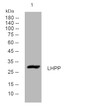 Western blot analysis of lysates from HUVEc cells, primary antibody was diluted at 1:1000, 4° overnight STJ195097