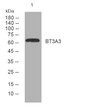 Western blot analysis of lysates from Hela cells, primary antibody was diluted at 1:1000, 4°C over night