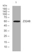 Western blot analysis of lysates from DU145 cells, primary antibody was diluted at 1:1000, 4°C over night