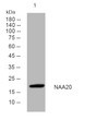 Western blot analysis of lysates from 3T3 cells, primary antibody was diluted at 1:1000, 4°C over night