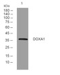 Western blot analysis of lysates from U2OS cells, primary antibody was diluted at 1:1000, 4°C over night Western blot analysis of lysates from U2OS cells, primary antibody was diluted at 1:1000, 4°C over night