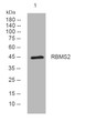 Western blot analysis of lysates from K562 cells, primary antibody was diluted at 1:1000, 4° overnight STJ195277