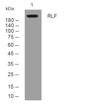 Western blot analysis of lysates from AD293 cells, primary antibody was diluted at 1:1000, 4°C overnight STJ195278