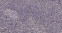 Immunohistochemical analysis of paraffin-embedded human tonsil. 1, Antibody was diluted at 1:200 (4° overnight). 2, STJ195343