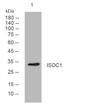 Western blot analysis of lysates from CACO2 cells, primary antibody was diluted at 1:1000, 4° overnight STJ195375
