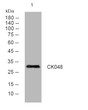 Western blot analysis of lysates from AD293 cells, primary antibody was diluted at 1:1000, 4°C over night