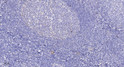 Immunohistochemical analysis of paraffin-embedded human tonsil. 1, Antibody was diluted at 1:200 (4°C overnight). 2, STJ195493