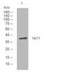 Western blot analysis of lysates from 293T cells, primary antibody was diluted at 1:1000, 4°C over night