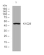Western blot analysis of lysates from HeLa cells, primary antibody was diluted at 1:1000, 4° overnight STJ195622