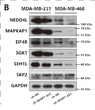 SP1-Induced Upregulation of LncRNA AFAP1-AS1 Promotes Tumor Progression in Triple-Negative Breast Cancer by Regulating STJ195658