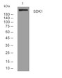 Western blot analysis of lysates from SW480 cells, primary antibody was diluted at 1:1000, 4°C overnight STJ195661