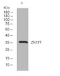 Western blot analysis of lysates from AD293 cells, primary antibody was diluted at 1:1000, 4°C over night