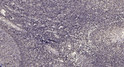 Immunohistochemical analysis of paraffin-embedded human tonsil. 1, Antibody was diluted at 1:200 (4° overnight). 2, STJ195719