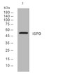 Western blot analysis of lysates from THP-1 cells, primary antibody was diluted at 1:1000, 4°C overnight STJ195764