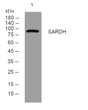 Western blot analysis of lysates from 3T3 cells, primary antibody was diluted at 1:1000, 4°C overnight STJ195906