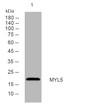 Western blot analysis of lysates from MCF-7 cells, primary antibody was diluted at 1:1000, 4°C overnight STJ196001