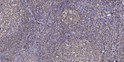 Immunohistochemical analysis of paraffin-embedded human tonsil. 1, Antibody was diluted at 1:200 (4°C overnight). 2, Tris-EDTA, pH9.0 was used for antigen retrieval. 3, Secondary antibody was diluted at 1:200 (room temperature, 45min).