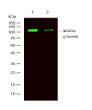 Western Blot analysis of 1 Hela treated with LPS, 2 Hela, using primary antibody at 1:1000 dilution. Secondary antibody (STJS000791) was diluted at 1:10000