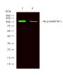 Western Blot analysis of 1 Jurkat treated with LPS, 2 Jurkat, using primary antibody at 1:1000 dilution. Secondary antibody (STJS000791) was diluted at 1:10000