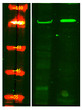 Western Blot analysis of Hela treated or untreated by LPS lysis, using primary antibody at 1:1000 dilution. Secondary antibody (STJS000791) was diluted at 1:10000