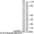 Western blot analysis of lysates from 293 cells, treated with etoposide 25uM 1h, using Caspase 5 (p10, Cleaved-Ser331) Antibody. The lane on the right is blocked with the synthesized peptide.
