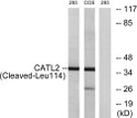 Western blot analysis of lysates from 293 and COS cells, treated with etoposide 25 µM 1 h, using CATL2 (Cleaved-Leu114) STJ90044