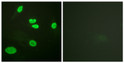 Immunofluorescence analysis of HeLa cells, using Histone H3 (Acetyl-Lys9) Antibody. The picture on the right is blocked with the synthesized peptide.