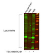 Western blot analysis of lysates from 1) HeLa, 2) mouse brain. (Green) Primary antibody was diluted at 1:1000, 4°C STJ90135