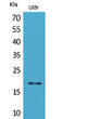 Western blot analysis of L929 lysate using antibody diluted at 1:1000. Secondary antibody was STJ90136