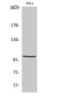 Western blot analysis of various cells using Phospho-NF Kappa B-p105 (S893) Polyclonal Antibody diluted at 1：2000