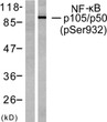 Western blot analysis of lysates from HeLa cells treated with CA+TNF 20 ng/ml 10', using NF-kappaB p105/p50 STJ90345
