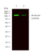 Western blot analysis of 1 A431 treated with LPS, 2 A431, using primary antibody at 1:1000 dilution. Secondary antibody STJ90345