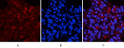 Immunofluorescence analysis of rat-lung tissue. 1, NF Kappa B-p65 (phospho Ser536) Polyclonal Antibody (red) was diluted at 1:200 (4°C, overnight). 2, Cy3 labled Secondary antibody was diluted at 1:300 (room temperature, 50min).3, Picture B: DAPI (blue) 10min. Picture A:Target. Picture B: DAPI. Picture C: merge of A+B