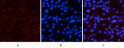 Immunofluorescence analysis of mouse-kidney tissue. 1, NF Kappa B-p65 (phospho Ser536) Polyclonal Antibody (red) was diluted at 1:200 (4°C, overnight). 2, Cy3 labled Secondary antibody was diluted at 1:300 (room temperature, 50min).3, Picture B: DAPI (blue) 10min. Picture A:Target. Picture B: DAPI. Picture C: merge of A+B