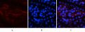 Immunofluorescence analysis of mouse-kidney tissue. 1, NF Kappa B-p65 (phospho Ser536) Polyclonal Antibody (red) was diluted at 1:200 (4°C, overnight). 2, Cy3 labled Secondary antibody was diluted at 1:300 (room temperature, 50min).3, Picture B: DAPI (blue) 10min. Picture A:Target. Picture B: DAPI. Picture C: merge of A+B