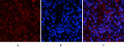 Immunofluorescence analysis of rat-spleen tissue. 1, NF Kappa B-p65 (phospho Ser536) Polyclonal Antibody (red) was diluted at 1:200 (4°C, overnight). 2, Cy3 labled Secondary antibody was diluted at 1:300 (room temperature, 50min).3, Picture B: DAPI (blue) 10min. Picture A:Target. Picture B: DAPI. Picture C: merge of A+B