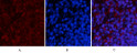 Immunofluorescence analysis of rat-spleen tissue. 1, NF Kappa B-p65 (phospho Ser536) Polyclonal Antibody (red) was diluted at 1:200 (4°C, overnight). 2, Cy3 labled Secondary antibody was diluted at 1:300 (room temperature, 50min).3, Picture B: DAPI (blue) 10min. Picture A:Target. Picture B: DAPI. Picture C: merge of A+B