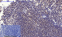 Immunohistochemical analysis of paraffin-embedded Mouse-spleen tissue. 1, NF Kappa B-p65 (phospho Ser536) Polyclonal Antibody was diluted at 1:200 (4°C, overnight). 2, Sodium citrate pH 6.0 was used for antibody retrieval (>98°C, 20min). 3, Secondary antibody was diluted at 1:200 (room tempeRature, 30min). Negative control was used by secondary antibody only.