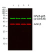 Western blot analysis of lysates from 1) A549, 2) 3T3, 3) 293T, 4) K562 cells, (Green) primary antibody was diluted at 1:1000, 4°C over night, secondary antibody (cat: (NA) was diluted at 1:10000, 37°C 1hour. (Red) Actin Beta monoclonal antibody (5B7) (cat: (STJ96930) antibody was diluted at 1:5000 as loading control, 4°C over night, secondary antibody (cat: (NA) was diluted at 1:10000, 37°C 1hour.