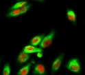 Immunofluorescence analysis of Hela cell. 1, NF Kappa B-p65 (phospho Ser536) Polyclonal Antibody (red) was diluted at 1:200 (4°C overnight). Alpha-tubulin monoclonal antibody (8F11) (green) was diluted at 1:200 (4°C overnight). 2, Goat Anti Rabbit Alexa Fluor 594 Catalog: (NA was diluted at 1:1000 (room temperature, 50min). Goat Anti Mouse Alexa Fluor 488 Catalog: (NA was diluted at 1:1000 (room temperature, 50min).