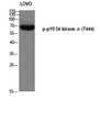 Western blot analysis of LOVO using p-p70 S6 kinase Alpha (T444) antibody. Antibody was diluted at 1:500