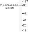 Western blot analysis of lysate from Jurkat cells, using phospho-PI 3-kinase p85 Beta (Phospho-Tyr464) antibody.
