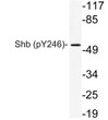 Western blot analysis of lysate from 293 cells, using phospho-Ser/Thr (Phospho-Tyr246) antibody. STJ90405
